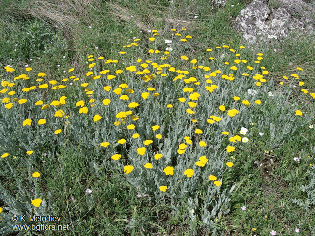 Des images de diff�rentes plantes